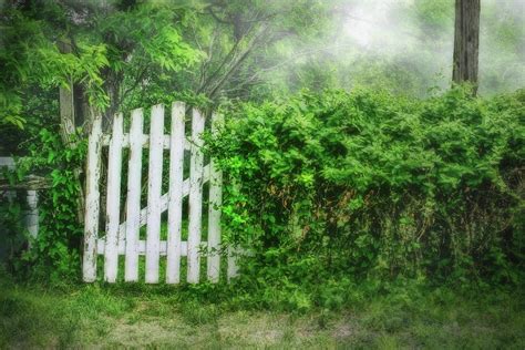 White Garden Gate With Vine Covered Fence Photograph By David And Carol