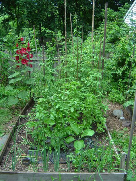 Organic Gardening Tomatoes Eggplants And Peppers
