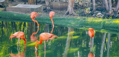 Pink Flamingos In Pond Lake In Luxury Resort In Mexico Stock Image