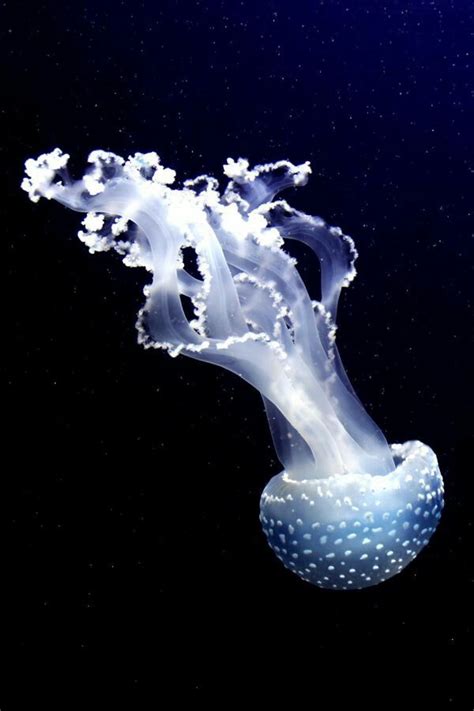 Under The Water Under The Sea Underwater Creatures Underwater Life