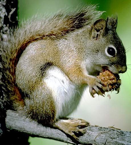 The american red squirrel is variously known as the pine squirrel, north american red squirrel and chickaree. American Red Squirrel - Woodland, Small, Frosty North ...