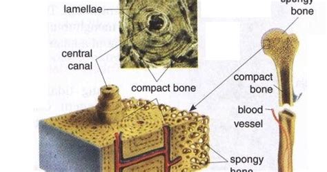 Spongy And Compact Bone Diagram Print Chapter 6 Osseous Tissue And