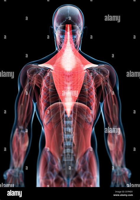 Human Back Muscles Stock Photos And Human Back Muscles Stock Images Alamy