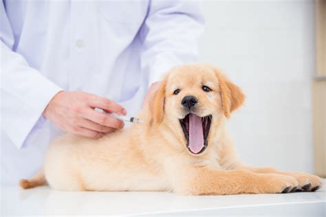 Szczepienia są jedyną skuteczną formą profilaktyki przed zachorowaniem na wiele chorób zakaźnych, które mogą być bardzo groźne dla zdrowia a nawet życia człowieka. Szczepienia psa. Co ile szczepić psa i odpowiedzi na inne pytania
