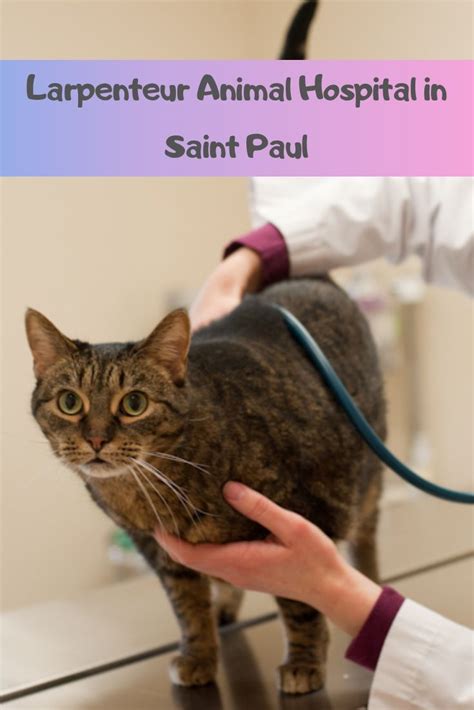We see patients from st. Larpenteur Animal Hospital | Animal hospital, Cat health ...