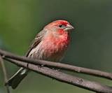 Male House Finch Images