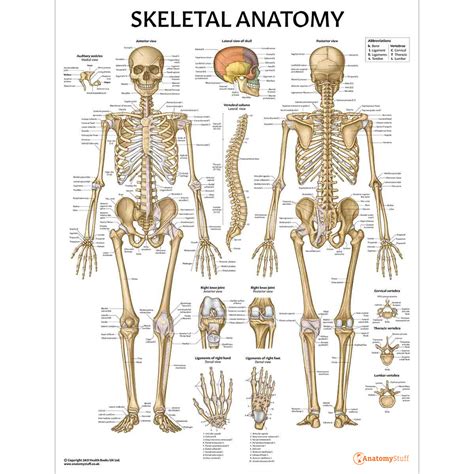 Skeletal Anatomy Chart Sketeton System Poster