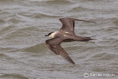 Birding The Selsey Peninsula 12th 14th August 2014