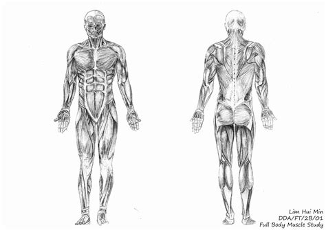 Here presented 65+ human body anatomy drawing images for free to download, print or share. Lim Hui Min Portfolio: Figure Drawing: Full Body Muscle Study