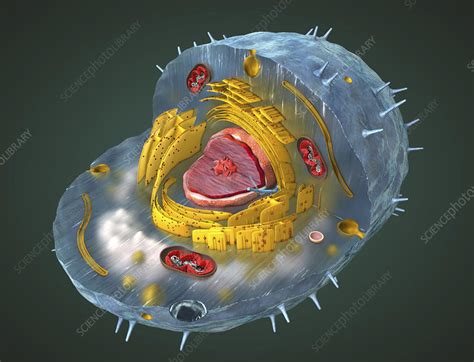 Animal Cell Illustration Stock Image F0250642 Science Photo Library