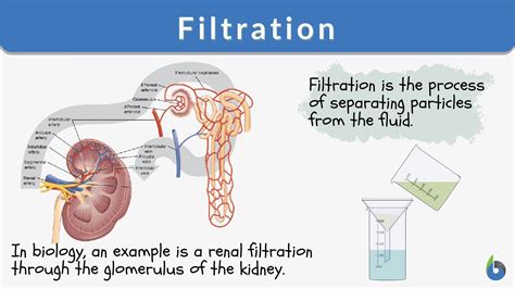 Filtration Definition And Examples Biology Online Dictionary