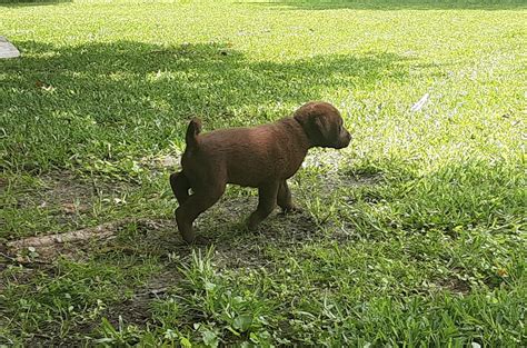 I grew up hunting ducks and grouse with a chesapeake bay retriever named goldie. Chesapeake Bay Retriever Breeders, Chesapeake Puppies for sale
