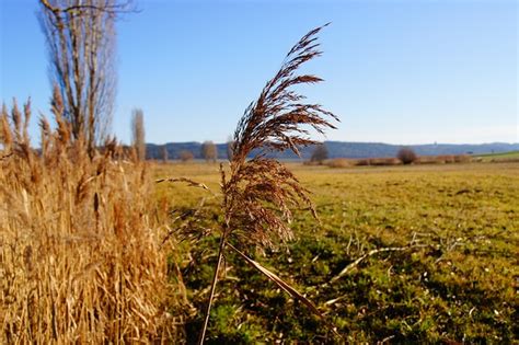 Nature Reed Marsh Plant Free Photo On Pixabay Pixabay