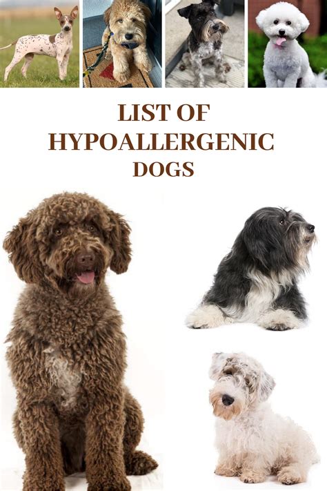 List Of Hypoallergenic Dogs The Ultimate Guide Artofit