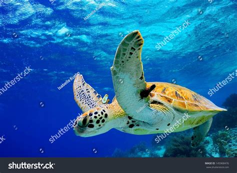 Green Sea Turtle Swimming In Caribbean Stock Photo