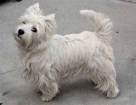 West Highland White Terrier Breed Guide Learn About The West Highland