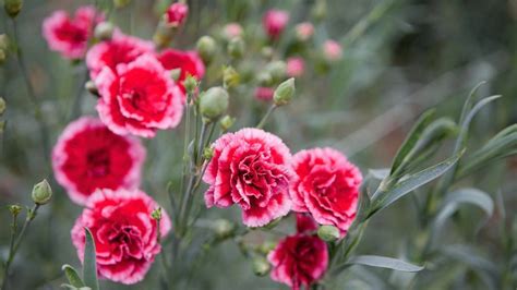 How To Grow And Care For Carnations Bunnings New Zealand