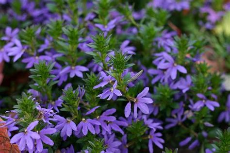 See more ideas about hanging baskets, hanging flower baskets, amazing flowers. Scaevola-Fanflower ~ zones 6-9; great for hanging baskets ...