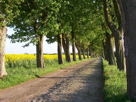 Free Images Landscape Tree Nature Forest Grass Road Trail