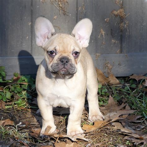 Put simply, a fibrous membrane located in the lower inside corner of a dog's eye becomes disconnected or the connecting material loses strength and allows the. I have a litter of French Bulldog puppies. Two of them ...