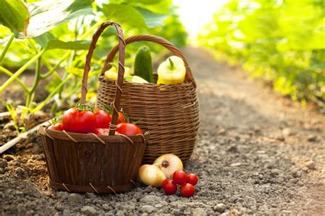 Organic food is food produced by methods complying with the standards of organic farming. What Is Organic Food? Learn the Real Definition ...