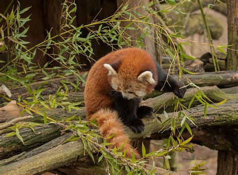 Le Panda Roux Au Parc Animalier De Sainte Croix à Flickr