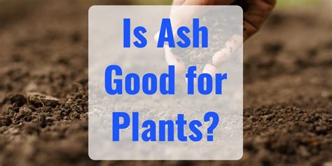 Is Charcoal Ash Good For Plants Yes Here Are The Benefits Gfl