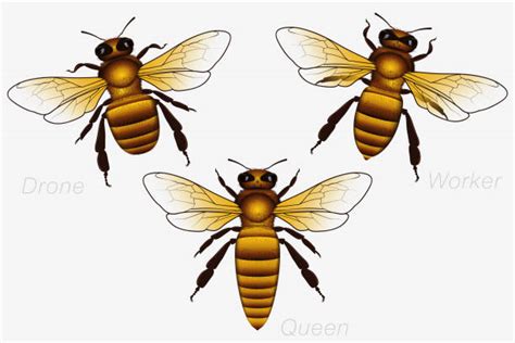 royalty free queen bee clip art vector images and illustrations istock