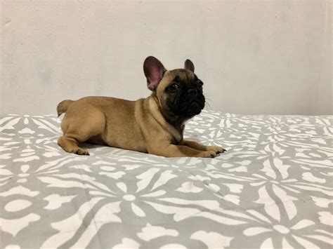 The french bulldog is a breed that's been getting more and more popular by the day. French Bulldog Puppies For Sale | New York, NY #289592