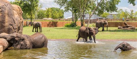 Zoo Design Elephants Of The Zambezi River Valley Glmv