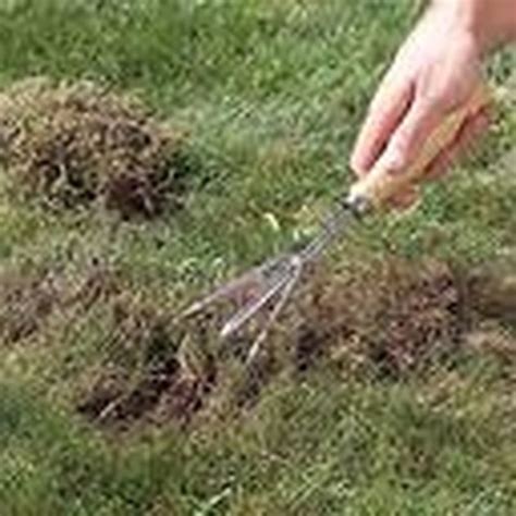 How To Repair And Reseed Dead Spots On Your Lawn Hunker