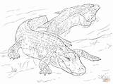 Coloring Alligators American Alligator Drawing Printable Sheets Animal Reptiles Crocodile Cartoon sketch template