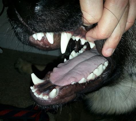 New Tooth Pictures And Toy Recommendations German Shepherd Dog Forums