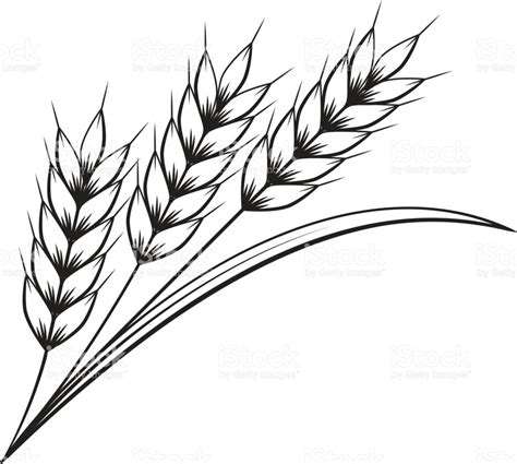 Black And White Wheat Clipart Coloring Home