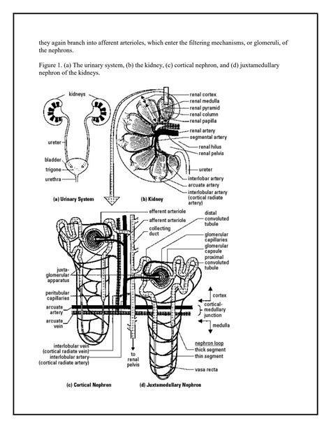 Solution Anatomy Of Kidneys The Urinary System Cortical Nephron And