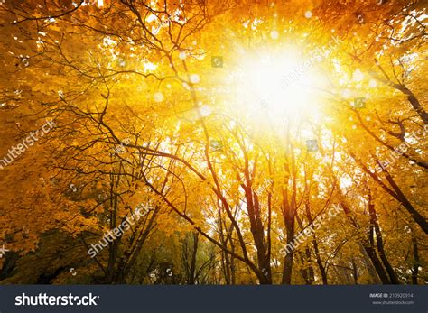 Beautiful Autumn Background Bright Sunny Fall Stock Photo 210920914