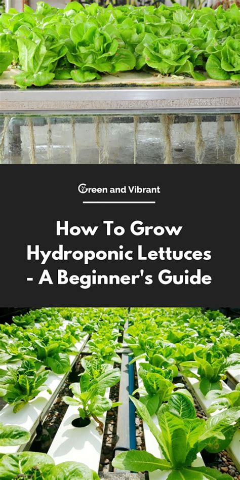 How To Grow Hydroponic Lettuces A Beginners Guide Green And