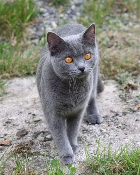 Types Of Grey Cats