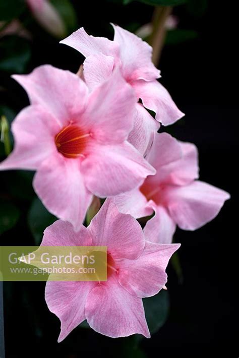 Gap Gardens Mandevilla Sundaville Cream Pink Image No 0222209