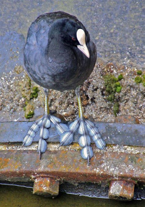 Unlike The Webbed Feet Of Ducks Coots Have Broad Lobed Scales On