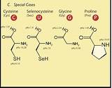 Pictures of Special Amino Acids