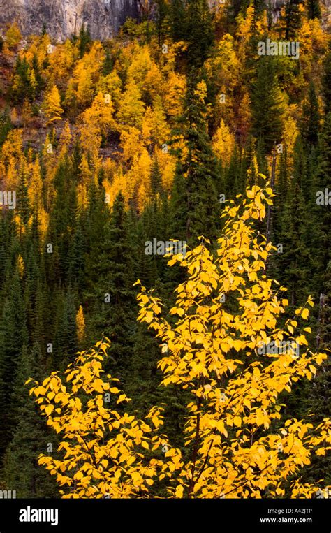 Autumn Foliage In Yoho Valley Road Yoho National Park British