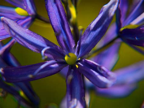 Purple Flower With Yellow Centre Rachel Stelmach Flickr