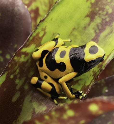Why Poison Dart Frogs Raised In Captivity Lose Their Toxicity