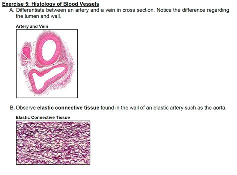 Lab Chapter 2 Histology Of Blood Vessels Diagram Quizlet