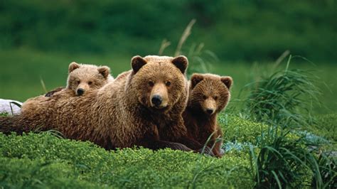 Brown Bear With Two Cute Cub Hd Wallpapers
