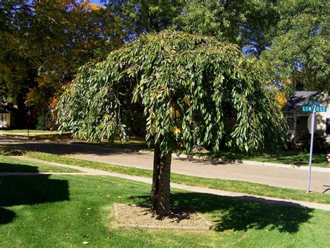 Online Plant Guide Prunus Subhirtella ‘pendula Weeping Japanese Cherry