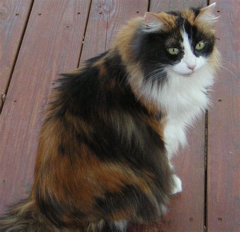 Long Haired Calico Kitty Calico Cat Pinterest Kitty