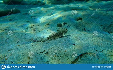 Black Goby Gobius Niger Undersea Aegean Sea Greece Stock Photo