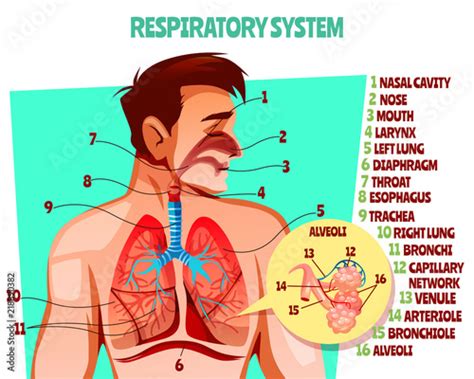 Human Respiratory System Vector Illustration Cartoon Medical Design